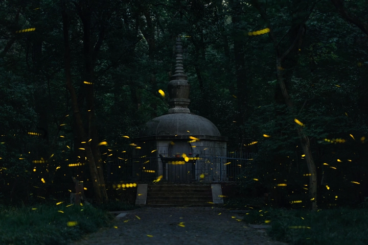 灵谷寺萤火虫